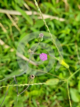 Pink flower on green grass blur background