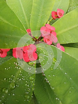 pink flower and green leaf