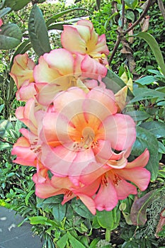 Pink flower with green leaf background