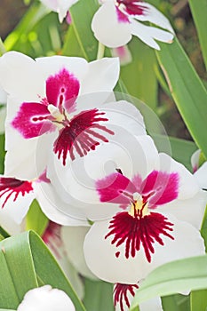 Pink flower with green leaf background