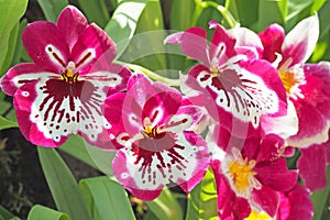 Pink flower with green leaf background