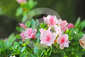 Pink flower with green leaf background