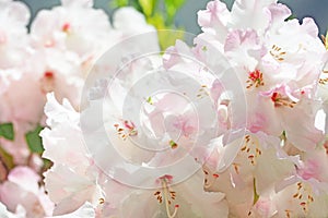 Pink flower with green leaf background