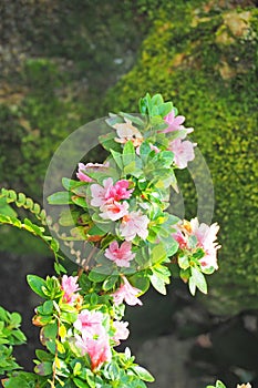 Pink flower with green leaf background