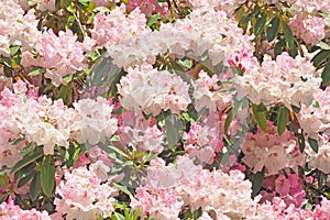 Pink flower with green leaf background