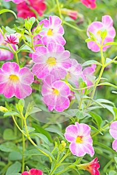 Pink flower with green leaf background