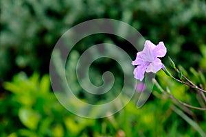 Pink flower with green leaf background,soft focus