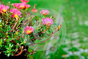 Pink flower with green leaf background,soft focus