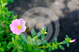 Pink flower with green leaf background,soft focus