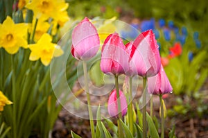 Pink flower and green leaf on blue sky