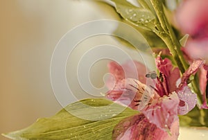 pink flower green leaf close-up macro bokeh background blossom