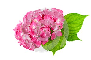 Pink Flower with green leaf of Hydrangea plant