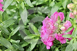 Pink flower and green leaf macro background