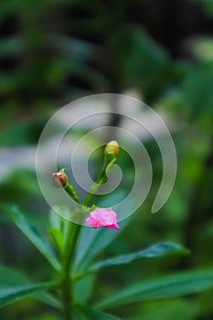 Pink flower green leaves