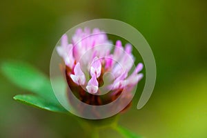 a pink flower with green leaves in the background and a blurry background of the flower head and leaves