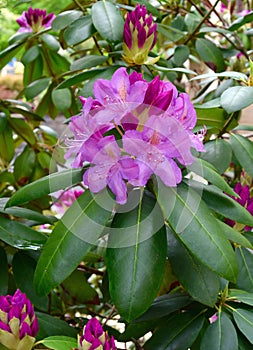 Pink flower and green leaves of a rhododendron plant in a garden.