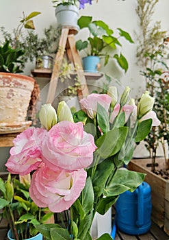 Pink flower and green leaves in a small garden full of plants and flowers.