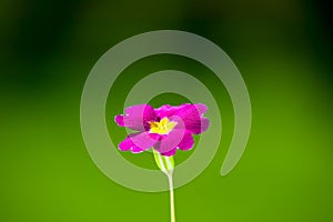 Pink flower on green nature background