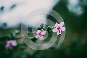 Pink flower in green nature blurred background