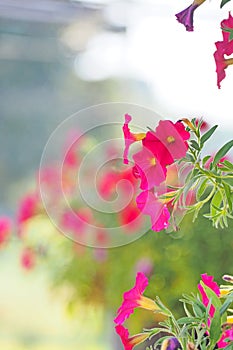 Pink flower with green tree background