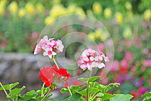 Pink flower with green tree background