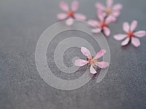 Pink flower on grey background close-up
