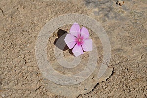 pink flower on the ground with cracks
