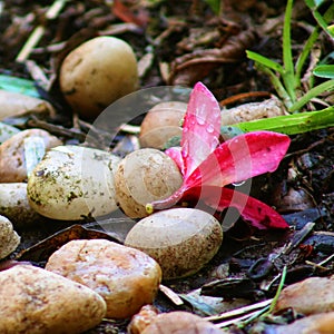 Pink flower on the ground by the stones