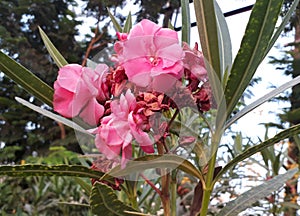 Pink flower in group