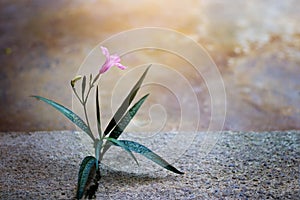 Pink flower growing on crack street, soft focus