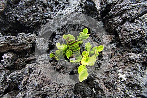 Pink flower growing in the lava