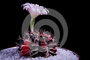 Pink flower of gymnocalycium cactus blooming against black background