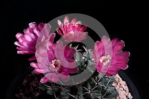 Pink flower of gymnocalycium cactus blooming against dark background