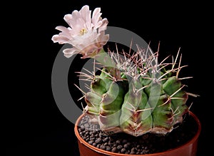 Pink flower of gymnocalycium cactus in planting pot