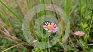 pink flower has blowen