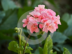 Pink flower head inflorescence of pelargonium, also known as geranium, or storksbill