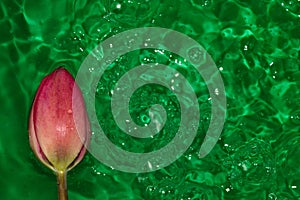 pink flower head on water green ripple abstract background, creative summer design, emerald color, lots of bubbles
