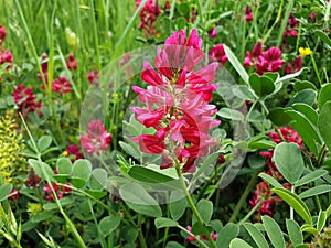 Pink flower Hedysarum coronarium or Onobrychis viciifolia