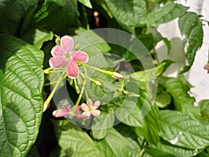 pink flower herbal medicinal plant & green leaf
