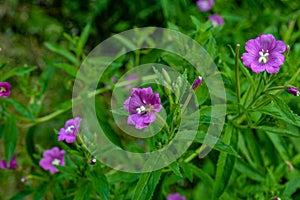 Pink flower of hoary or smallflower hairy willowher plant, Epilobium parviflorum photo