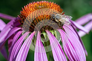 Pink flower with honey bee