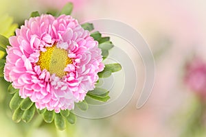 A pink flower in a horizontal presentation.