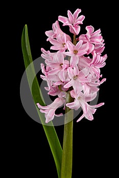 Pink flower of hyacinth, isolated on black background