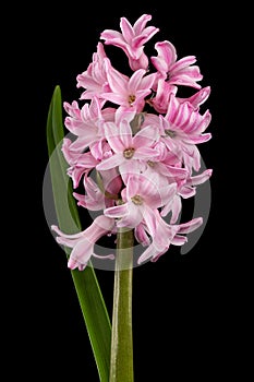 Pink flower of hyacinth, isolated on black background