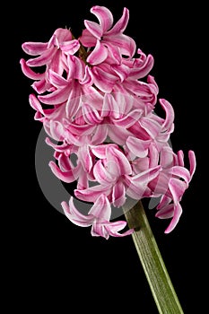 Pink flower of hyacinth, isolated on black background