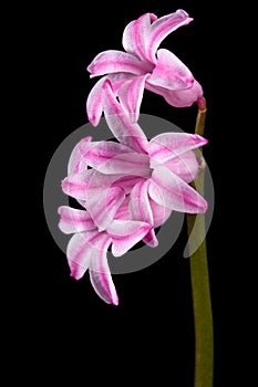 Pink flower of hyacinth, isolated on black background