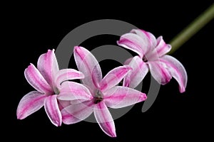 Pink flower of hyacinth, isolated on black background