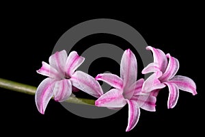 Pink flower of hyacinth, isolated on black background