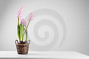 Pink flower hyacinths in a pot on the white table in the apartment. women's day gift, 8 marth card, mothers day card