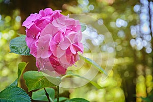 Pink flower of hydrangea (hortensia) in the arboretum in Sochi